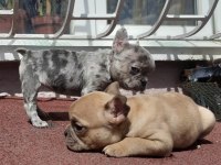 French bulldog
