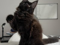 Xxxl Maine Coon Erkek Üst Kaliteli Uygun