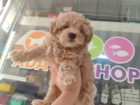 Kaliteli Maltipoo yavrular