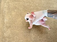 Pomeranian ciddi olanlar iletişime geçsin wp