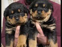 Koca kafa Macar rottweiler yavruları