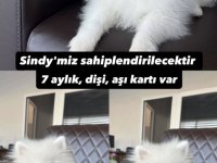 Pomeranian 6 ay saf kan dişi