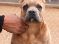 Fcı-Kıf Secereli Federasyon Kayıtlı Safkan Cane Corso