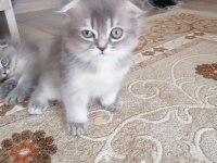 3 aylık 2 dişi 1 erkek scottish fold gri renk