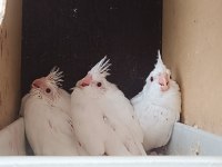 Yavru albino sultan papağanları