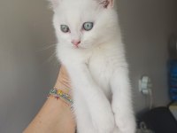 İlk gelen alır british shorthair
