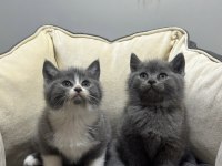 Bİ COLOR VE GREY BRİTİSH SHORTHAİR YAVRULARIM