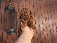 Dark brown kore teacup yavrular