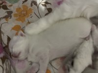 Safkan British Longhair Bebekler