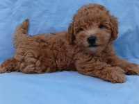 Anne altından orjinal poodle bebekler