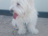 Eğitimli akıllı evcil köpeğimiz