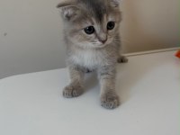 Dişi Ve Erkek Scottish Fold Yavrumuz