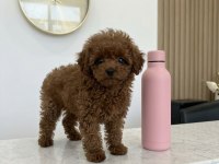 5 Aylık Dişi Teacup Poodle Üst Kalite Kore Pasaportlu