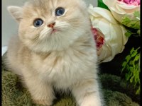 British longhair kedimiz