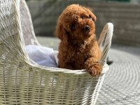 Ruhsatlı Köpek Çiftliğinden Toypoodle Yavrularımız