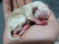 Toy poodle yavru 1 aylık
