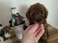 Orjinal Kore kanı taşıyan erkek poodle yavrusu