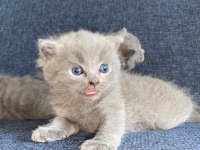 Yavru scottish fold kedilerimiz yeni yuvalarını bekliyor
