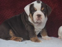 ÇİKOLATA İNGİLİZ BULLDOG YAVRULAR