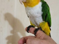 FULL EVCİL MASKOT PORTAKAL KAFA CAİQUE