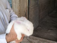 4 adet yeni zelanda