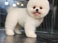 Kore Pomeranian Kar Beyaz boo