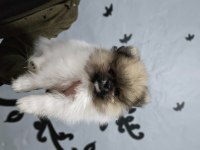 Pomeranian boo bebeklerim