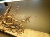 Kırmızı burun tetra