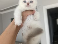 Mükemmel British Shorthair Bebekler