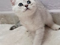 British Shorthair Silver Erkek