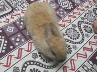 Ginepig tavşan var