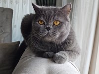 British shorthair kedisi