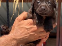 Labrador bebeklerimiz