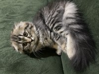 Scottish fold 2 aylık