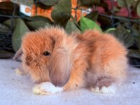 Orjinal Hollanda Teddy Lop Tavşan Yavrular