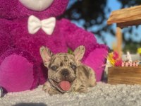 Merle french bulldog bebeklerimiz