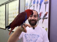 MİKROÇİPLİ KIRMIZI ECLECTUS PAPAĞANIMIZ FULL EVCİL