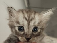 Ücretsiz kediler sahiplendiriyoruz ama iyi bakmak şartıyla
