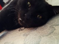 KISIR KEDİMİZ