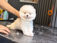 Ayıcık Surat Pomeranian