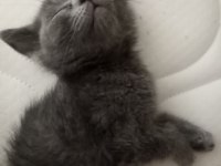 British shorthair yavruma yuva