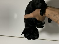 BLACK FRENCH BULLDOG