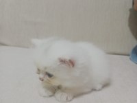 A KALİTE BRİTİSH LONGHAİR KEDİLER