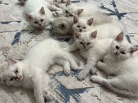 Biz 8 Kardeş Kediyiz Yeni Yuvalarımızı Arıyoruz