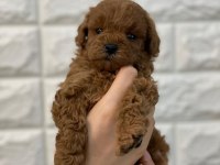 ANTALYA TOY POODLE YAVRULARI