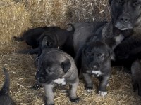 ÜST KALİTE SAFKAN SİVAS KANGAL YAVRULARIMIZ