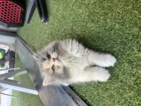 Top Kafa British Longhair Show Kalite Bicolor White