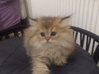 British Longhair Golden Erkek Kedimiz