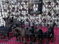 Maskeli belçika kurdu yavrularımız yeni yuvasını bekliyor