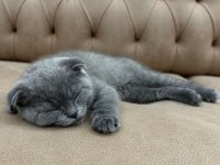 Scottish fold
